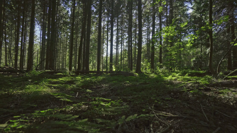 Bear-Wildered Quilt Kit